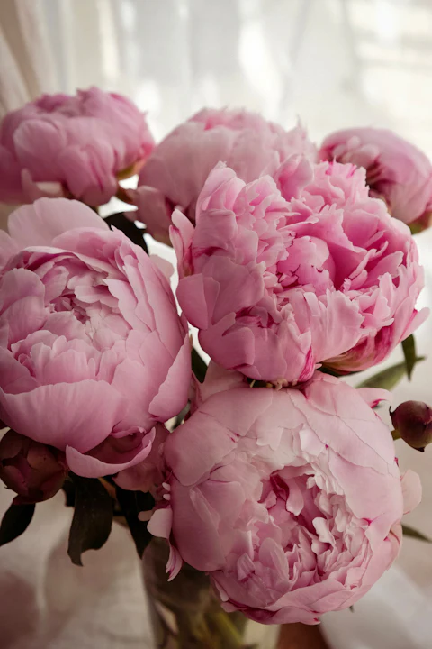 Close view of full pink peonies