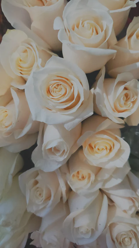 Top view of a dense bouquet of ivory roses