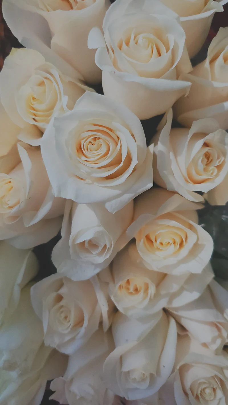 Top view of a dense bouquet of ivory roses